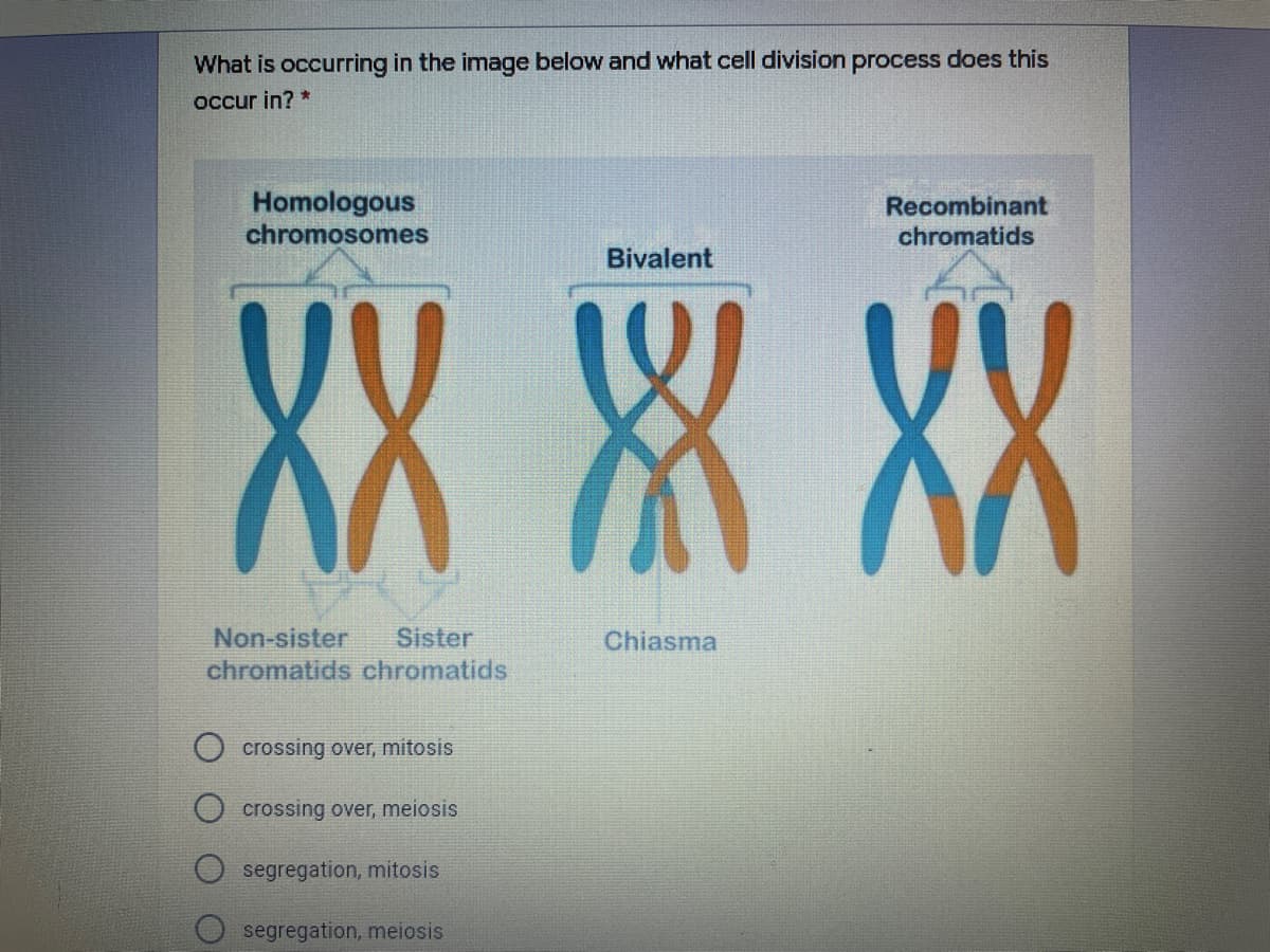 What is occurring in the image below and what cell division process does this
occur in? *
Homologous
chromosomes
Recombinant
chromatids
XX 累 XX
Bivalent
Non-sister
chromatids chromatids
Sister
Chiasma
crossing over, mitosis
crossing over, meiosis
segregation, mitosis
segregation, meiosis
