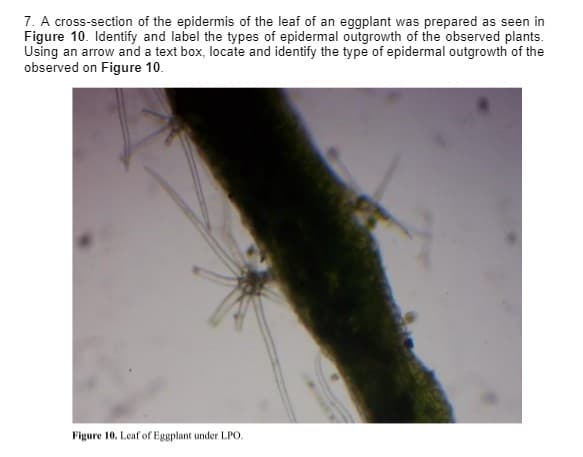 7. A cross-section of the epidermis of the leaf of an eggplant was prepared as seen in
Figure 10. Identify and label the types of epidermal outgrowth of the observed plants.
Using an arrow and a text box, locate and identify the type of epidermal outgrowth of the
observed on Figure 10.
Figure 10. Leaf of Eggplant under LPO.
