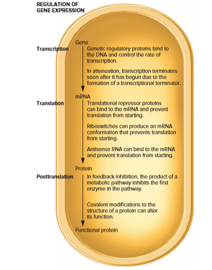 REGULATION OF
GENE EXPRESSION
Gene
Genetic regulatory protelns bind to
the DNA and control the rate of
transcription.
Transcription
In attenuation, transcription terminates
soon after It has begun due to the
formation of a transcriptional terminator.
MRNA
Translation
Translational repressor proteins
can bind to the MRNA and prevent
translation from starting.
Riboswitches can produco an mRNA
conformation that provonts translation
from starting.
Antisense RNA can bind to the MRNA
and prevent translation from starting.
Protein
Posttranslation
In feedback Inhibition, the product of a
metabolic pathway Inhibits the first
enzyme in the pathway.
Covalent modifications to the
structure of a protoin can altor
Its function.
Functional protein
