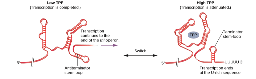 Low TPP
(Transcription is completed.)
HIgh TPP
(Transcription is attenuated.)
Transcription
continues to the
TPP
Terminator
stem-loop
end of the thi operon.
Switch
UUUUU 3'
Transcription ends
at the U-rich sequence.
50
Antiterminator
stem-loop
