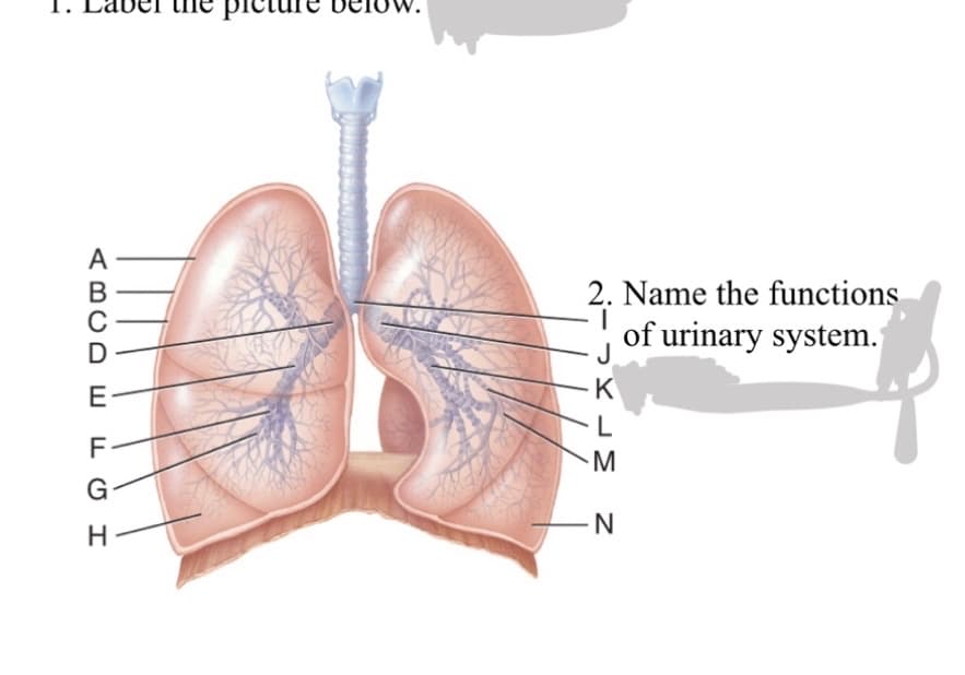 Name the functions
of urinary system.
K
L
G
ABCD w

