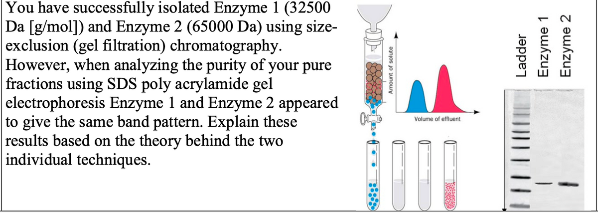 You have successfully isolated Enzyme 1 (32500
Da [g/mol]) and Enzyme 2 (65000 Da) using size-
exclusion (gel filtration) chromatography.
However, when analyzing the purity of your pure
fractions using SDS poly acrylamide gel
electrophoresis Enzyme 1 and Enzyme 2 appeared
to give the same band pattern. Explain these
results based on the theory behind the two
individual techniques.
Amount of solute
Volume of effluent
Ladder
Enzyme 1
Enzyme 2