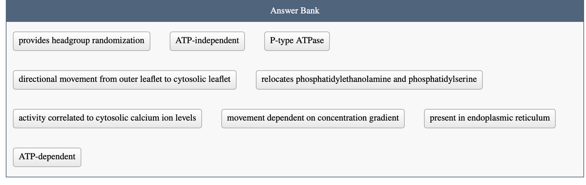 Answer Bank
provides headgroup randomization
ATP-independent
P-type ATPase
directional movement from outer leaflet to cytosolic leaflet
relocates phosphatidylethanolamine and phosphatidylserine
activity correlated to cytosolic calcium ion levels
movement dependent on concentration gradient
present in endoplasmic reticulum
ATP-dependent
