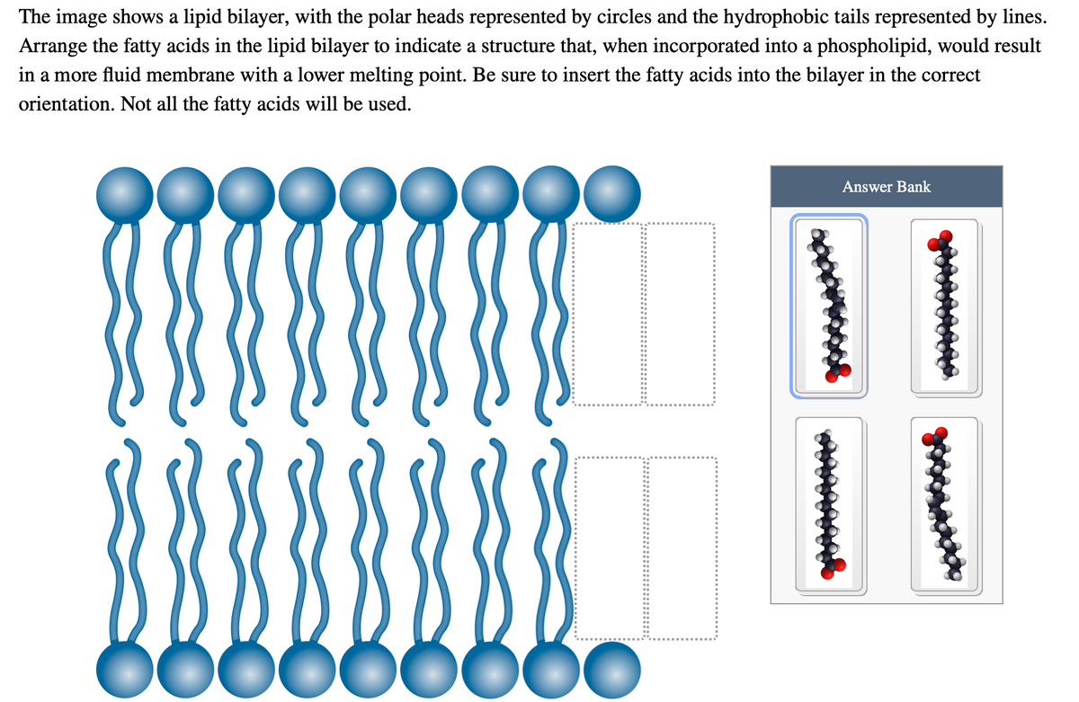 The image shows a lipid bilayer, with the polar heads represented by circles and the hydrophobic tails represented by lines.
Arrange the fatty acids in the lipid bilayer to indicate a structure that, when incorporated into a phospholipid, would result
in a more fluid membrane with a lower melting point. Be sure to insert the fatty acids into the bilayer in the correct
orientation. Not all the fatty acids will be used.
Answer Bank
