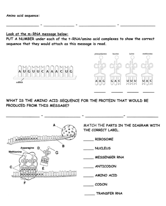 Amino acid sequence:
Look at the m-RNA message below:
PUT A NUMBER under each of the t-RNA/amino acid complexes to show the correct
sequence that they would attach as this message is read.
phenylalanine
leucine
lysine
methionine
AUGUUC A A ACUG
UUU
UA
MRNA
WHAT IS THE AMINO ACID SEQUENCE FOR THE PROTEIN THAT WOULD BE
PRODUCED FROM THIS MESSAGE?
MATCH THE PARTS IN THE DIAGRAM WITH
THE CORRECT LABEL.
RIBOSOME
в
Asparagine D.
NUCLEUS
Methionine
MESSENGER RNA
ANTICODON
E
AMINO ACID
CODON
TRANSFER RNA
