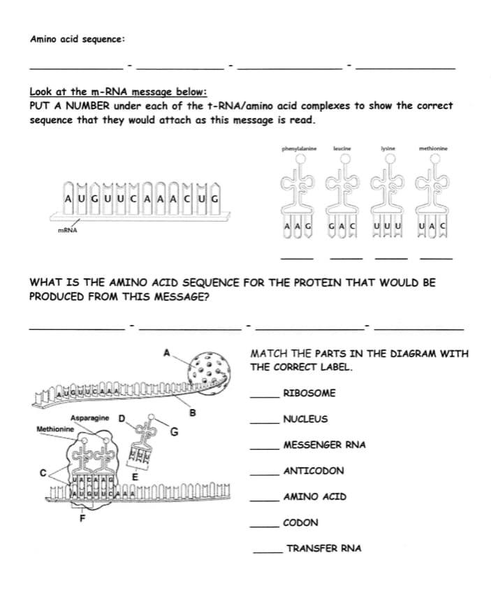 Amino acid sequence:
Look at the m-RNA message below:
PUT A NUMBER under each of the t-RNA/amino acid complexes to show the correct
sequence that they would attach as this message is read.
phenylalanine
leucine
lysine
methionine
AUGUUC A A ACUG
UUU
U A
MRNA
WHAT IS THE AMINO ACID SEQUENCE FOR THE PROTEIN THAT WOULD BE
PRODUCED FROM THIS MESSAGE?
MATCH THE PARTS IN THE DIAGRAM WITH
THE CORRECT LABEL.
RIBOSOME
B
Asparagine D.
NUCLEUS
Methionine
MESSENGER RNA
ANTICODON
E
AMINO ACID
CODON
TRANSFER RNA
