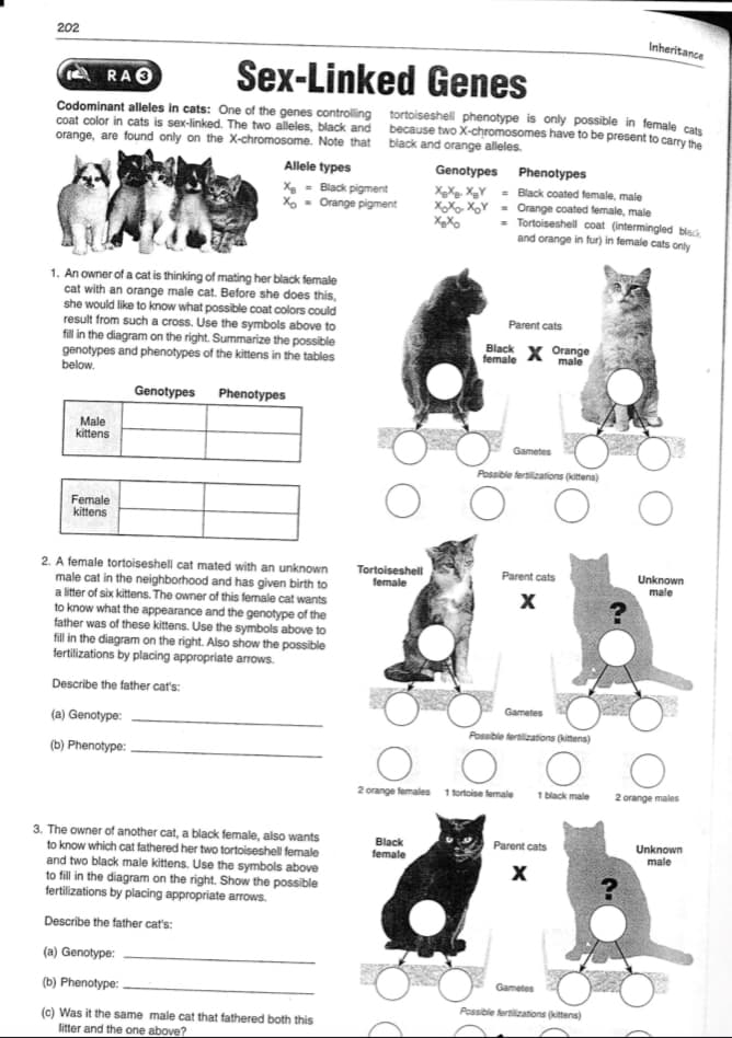 202
Inheritance
RAO
Sex-Linked Genes
Codominant alleles in cats: One of the genes controlling tortoiseshell phenotype is only possible in female cats
coat color in cats is sex-linked. The two alleles, black and because two X-chromosomes have to be present to carry the
orange, are found only on the X-chromosome. Note that black and orange alleles.
Allele types
X, - Black pigment
X - Orange pigment
Genotypes Phenotypes
XXg. XgY = Black coated female, male
XX, XoY - Orange coated female, male
Tortoiseshell coat (intermingled blaci
and orange in fur) in female cats only
1. An owner of a cat is thinking of mating her black female
cat with an orange male cat. Before she does this,
she would like to know what possible coat colors could
result from such a cross. Use the symbols above to
fil in the diagram on the right. Summarize the possible
genotypes and phenotypes of the kittens in the tables
below.
Parent cats
Black
female
Orange
male
Genotypes Phenotypes
Male
kittens
Gametes
Possible fertilizations (kitens)
Female
kittens
2. A female tortoiseshell cat mated with an unknown
male cat in the neighborhood and has given birth to
a litter of six kittens. The owner of this female cat wants
to know what the appearance and the genotype of the
father was of these kittens. Use the symbols above to
fill in the diagram on the right. Also show the possible
fertilizations by placing appropriate arrows.
Tortoiseshell
female
Parent cats
Unknown
male
Describe the father cat's:
Gametes
(a) Genotype:
Possible fertlizations (kitens)
(b) Phenotype:
2 orange females 1 tortoise female
1 black male
2 orange males
3. The owner of another cat, a black female, also wants
to know which cat fathered her two tortoiseshell female
and two black male kittens. Use the symbols above
to fill in the diagram on the right. Show the possible
fertilizations by placing appropriate arrows.
Black
female
Unknown
male
Parent cats
Describe the father cat's:
(a) Genotype:
Gametes
(b) Phenotype:
Possible fertilizations (kittens)
(c) Was it the same male cat that fathered both this
litter and the one above?
