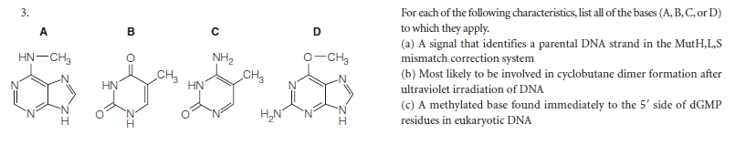 3.
For each of the following characteristics, list all of the bases (A, B, C, or D)
to which they apply.
(a) A signal that identifies a parental DNA strand in the MutH,L,S
mismatch correction system
(b) Most likely to be involved in cyclobutane dimer formation after
A
B
D
HN-CH3
o-CH3
NH2
CH3
CH3
HN
HN
ultraviolet irradiation of DNA
H,N
(c) A methylated base found immediately to the 5' side of dGMP
residues in eukaryotic DNA
