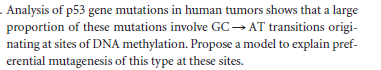 . Analysis of p53 gene mutations in human tumors shows that a large
proportion of these mutations involve GC→ AT transitions origi-
nating at sites of DNA methylation. Propose a model to explain pref-
erential mutagenesis of this type at these sites.
