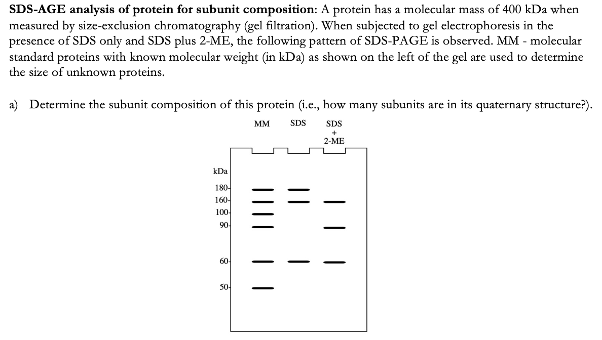 SDS-AGE analysis of protein for subunit composition: A protein has a molecular mass of 400 kDa when
measured by size-exclusion chromatography (gel filtration). When subjected to gel electrophoresis in the
presence of SDS only and SDS plus 2-ME, the following pattern of SDS-PAGE is observed. MM - molecular
standard proteins with known molecular weight (in kDa) as shown on the left of the gel are used to determine
the size of unknown proteins.
a) Determine the subunit composition of this protein (i.e., how many subunits are in its quaternary structure?).
MM
SDS
SDS
2-ME
kDa
180-
160-
100-
90-
60-
50-
