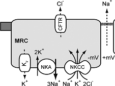 Na
MRC
2к
-mV+mV
NKA
NKCC
3Na Na
K 2CI
CFTR}-욕
