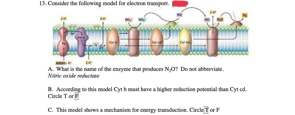 13. Consider the following model for electron transport.
2H
2H₁
Cyt
faida
NO, NO₂
Cyl cd
Cyt bet
NO
2 H
NADH+ H
2H¹
A. What is the name of the enzyme that produces N₂O? Do not abbreviate.
Nitric oxide reductase
B. According to this model Cyt b must have a higher reduction potential than Cyt cd.
Circle Tor F
C. This model shows a mechanism for energy transduction. Circle or F
