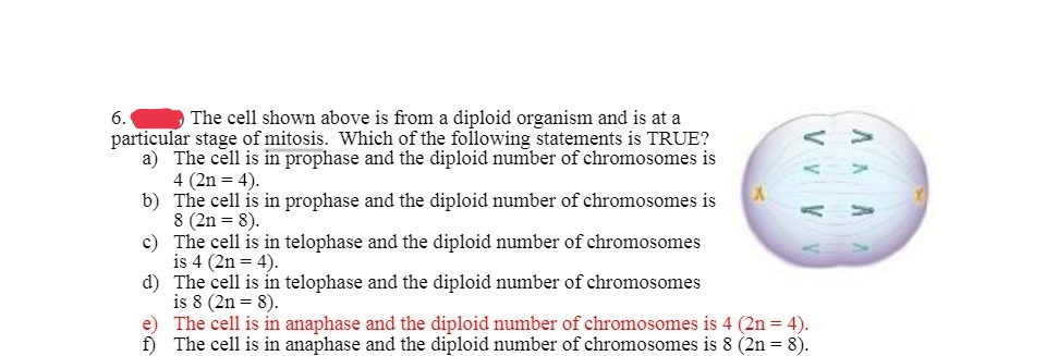 6.
The cell shown above is from a diploid organism and is at a
particular stage of mitosis. Which of the following statements is TRUE?
a) The cell is in prophase and the diploid number of chromosomes is
4 (2n = 4).
b)
The cell is in prophase and the diploid number of chromosomes is
8 (2n = 8).
c)
The cell is in telophase and the diploid number of chromosomes
is 4 (2n = 4).
d)
The cell is in telophase and the diploid number of chromosomes
is 8 (2n = 8).
V V
e) The cell is in anaphase and the diploid number of chromosomes is 4 (2n = 4).
f) The cell is in anaphase and the diploid number of chromosomes is 8 (2n = 8).