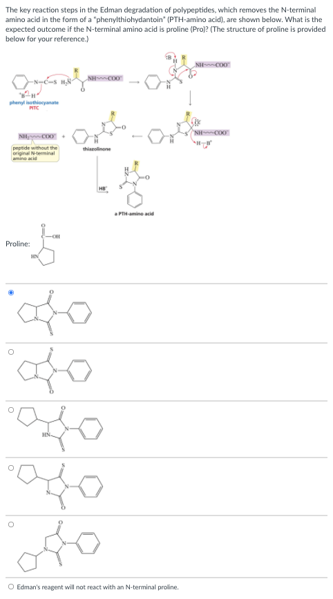 The key reaction steps in the Edman degradation of polypeptides, which removes the N-terminal
amino acid in the form of a "phenylthiohydantoin" (PTH-amino acid), are shown below. What is the
expected outcome if the N-terminal amino acid is proline (Pro)? (The structure of proline is provided
below for your reference.)
NH-C00
NH CO0
phenyl isothiocyanate
PITC
NH CO0
NH CO0
peptide without the
thiszolinone
original Nterminal
amino acid
HE
a PTH-amino acid
Proline:
HN
HN.
O Edman's reagent will not react with an N-terminal proline.
