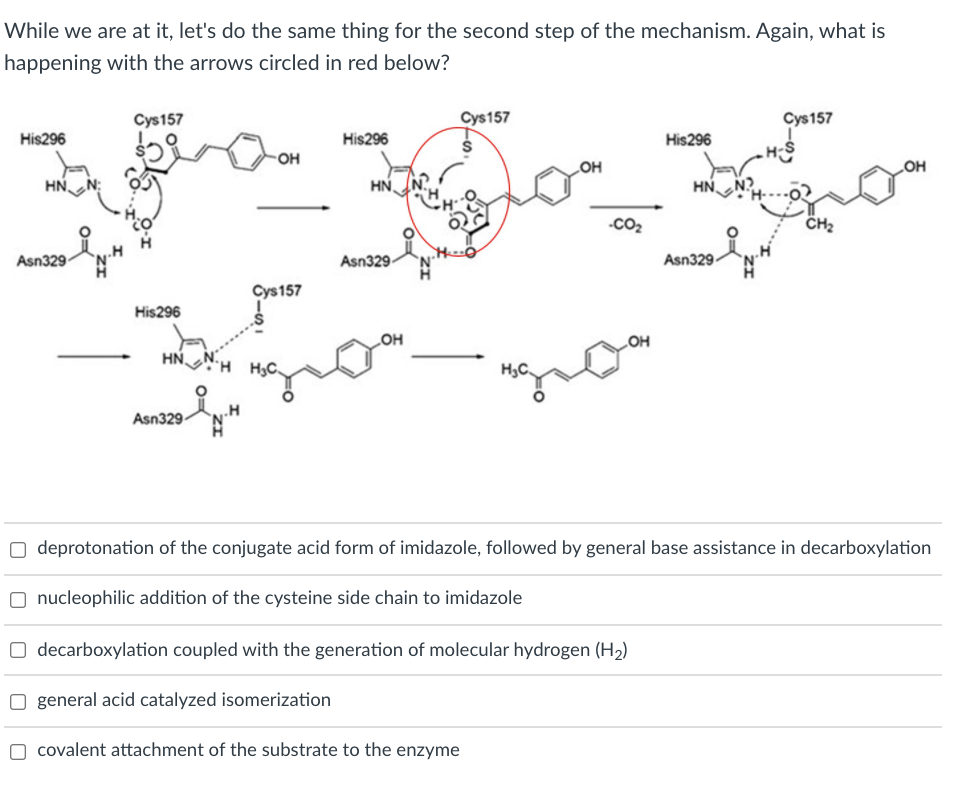 While we are at it, let's do the same thing for the second step of the mechanism. Again, what is
happening with the arrows circled in red below?
Cys157
Cys157
Cys157
His296
His296
His296
OH
HO
HN,
N:
HN
HN
-CO2
CH2
he
Asn329
Asn329
Asn329-
Cys157
His296
LOH
LOH
HNNH
Asn329-
O deprotonation of the conjugate acid form of imidazole, followed by general base assistance in decarboxylation
nucleophilic addition of the cysteine side chain to imidazole
O decarboxylation coupled with the generation of molecular hydrogen (H2)
O general acid catalyzed isomerization
covalent attachment of the substrate to the enzyme
