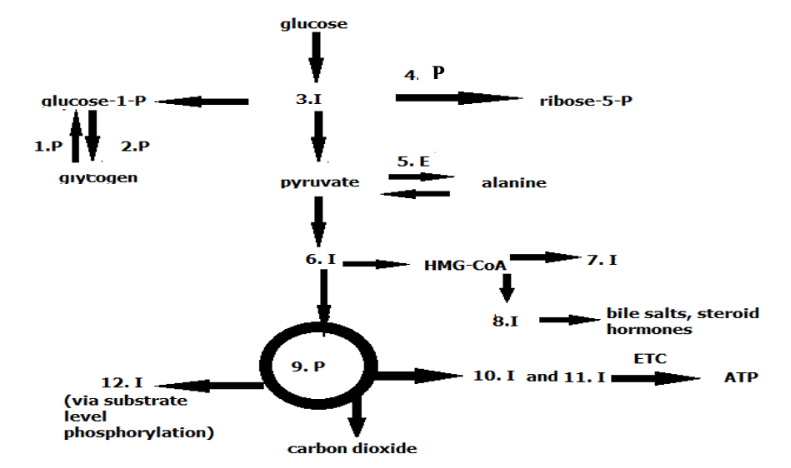 glucose-1-P
2.P
N₁
1.P
giytogen
12. I
(via substrate
level
phosphorylation)
glucose
+
3.1
pyruvate
6. I
4. P
5. E
9. P
carbon dioxide
ribose-5-P
alanine
HMG-CoA
7.1
bile salts, steroid
hormones
ETC
ATP
8.1
10. I and 11. I