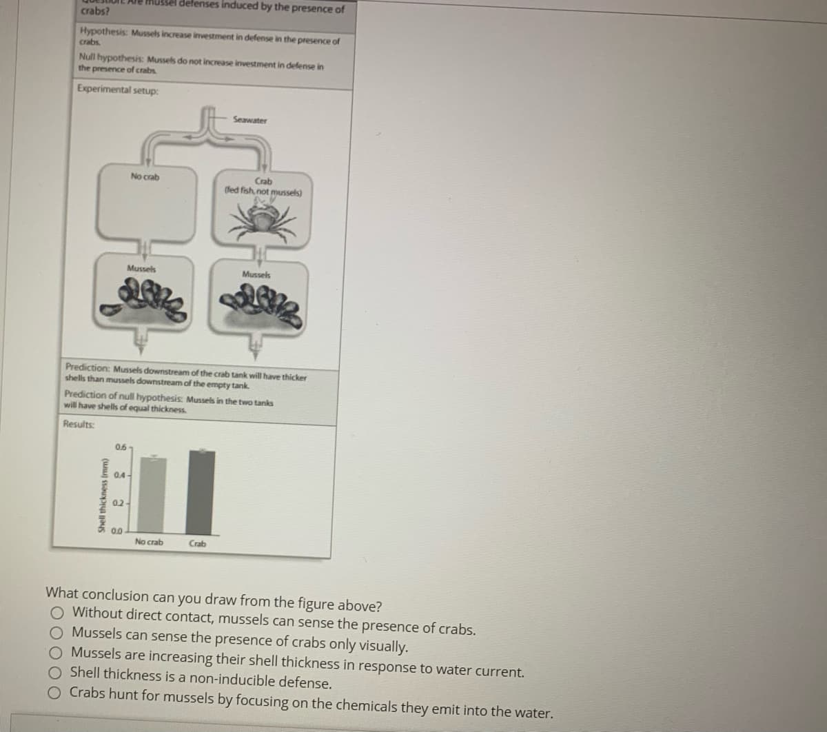 mussel defenses induced by the presence of
crabs?
Hypothesis: Mussels increase investment in defense in the presence of
crabs
Null hypothesis: Mussels do not increase investment in defense in
the presence of crabs
Experimental setup:
Seawater
No crab
Crab
(fed fish, not mussels)
Mussels
Mussels
Prediction: Mussels downstream of the crab tank will have thicker
shells than mussels downstream of the empty tank.
Prediction of null hypothesis: Mussels in the two tanks
will have shells of equal thickness
Results:
0.6-
0.4-
0.2
00
No crab
Crab
What conclusion can you draw from the figure above?
Without direct contact, mussels can sense the presence of crabs.
O Mussels can sense the presence of crabs only visually.
O Mussels are increasing their shell thickness in response to water current.
Shell thickness is a non-inducible defense.
O Crabs hunt for mussels by focusing on the chemicals they emit into the water.
Shell thickness lmm)
