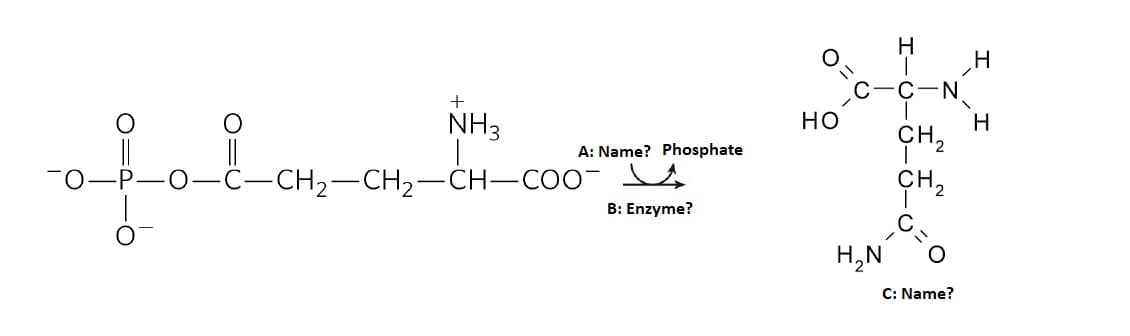 H
C-N
NH3
но
CH2
A: Name? Phosphate
0-C-CH2-CH2-CH-CO*
B: Enzyme?
H,N
C: Name?
