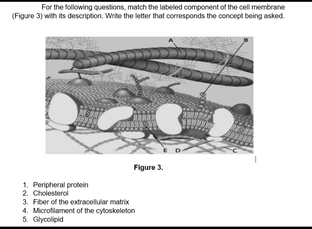 For the following questions, match the labeled component of the cell membrane
(Figure 3) with its description. Write the letter that corresponds the concept being asked.
E D-
Figure 3.
1. Peripheral protein
2. Cholesterol
3. Fiber of the extracellular matrix
4. Microfilament of the cytoskeleton
5. Glycolipid
