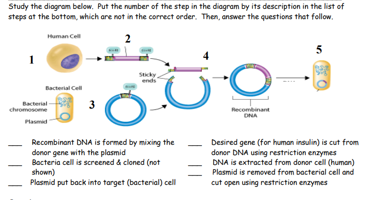 Study the diagram below. Put the number of the step in the diagram by its description in the list of
steps at the bottom, which are not in the correct order. Then, answer the questions that follow.
Human Cell
2
5
4
1
Sticky
ends
Bacterial Cell
Bacterial
chromosome
3
Recombinant
DNA
Plasmid
Recombinant DNA is formed by mixing the
donor gene with the plasmid
Bacteria cell is screened & cloned (not
shown)
Plasmid put back into target (bacterial) cell
Desired gene (for human insulin) is cut from
donor DNA using restriction enzymes
DNA is extracted from donor cell (human)
Plasmid is removed from bacterial cell and
cut open using restriction enzymes
