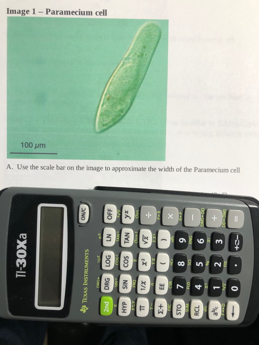 Image 1- Paramecium cell
100 um
A. Use the scale bar on the image to approximate the width of the Paramecium cell
A TEXAS INSTRUMENTS
Ɔ/NO
DRG
2nd
DRG
LOG
N7
OFF
1-NIS
L-SO)
K.
L-NV
HYP
NIS
FRO
L-uxo
uxo
EX2
PR
+3
EE
EXC
CSR
nCr
nPr
STO
R P
6
ENG
SUM
8.
5
DMS DD
אכך
4.
%
ix
2
3
DD DMS
XII
