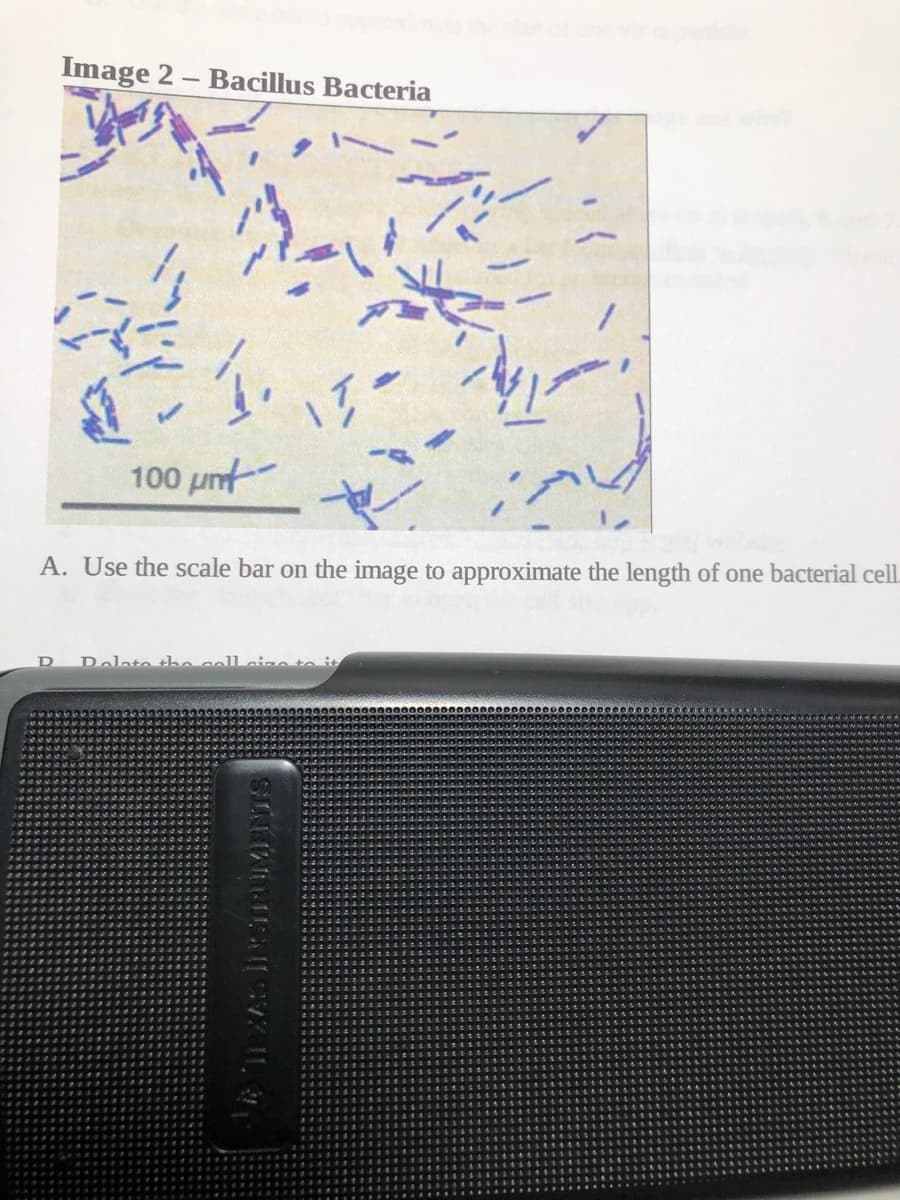 Image 2 – Bacillus Bacteria
100 unt-
A. Use the scale bar on the image to approximate the length of one bacterial cell.
Dolato thn cell cizn to it
