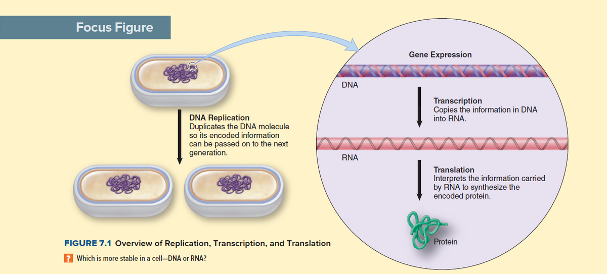 Focus Figure
Gene Expression
DNA
Transcription
Copies the information in DNA
into RNA.
DNA Replication
Duplicates the DNA molecule
so its encoded information
can be passed on to the next
generation.
RNA
Translation
Interprets the information carried
by RNA to synthesize the
encoded protein.
FIGURE 7.1 Overview of Replication, Transcription, and Translation
Protein
? Which is more stable in a cell–DNA or RNA?
