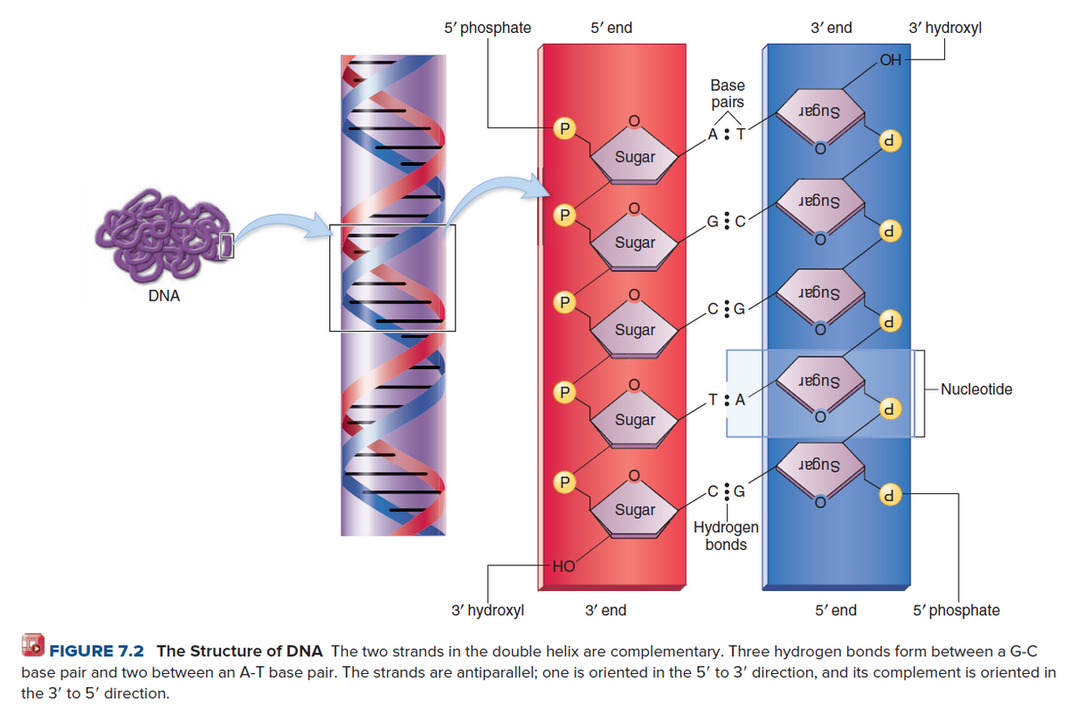 5' phosphate
5' end
3' end
3' hydroxyl
OH-
Base
pairs
Sugar
A:
Sugar
Sugar
Sugar
DNA
Sugar
Sugar
Nucleotide
T:A
Sugar
Sugar
Sugar
P
Sugar
Hydrogen
bonds
HO
3' hydroxyl
3' end
5' end
5' phosphate
FIGURE 7.2 The Structure of DNA The two strands in the double helix are complementary. Three hydrogen bonds form between a G-C
base pair and two between an A-T base pair. The strands are antiparallel; one is oriented in the 5' to 3' direction, and its complement is oriented in
the 3' to 5' direction.
