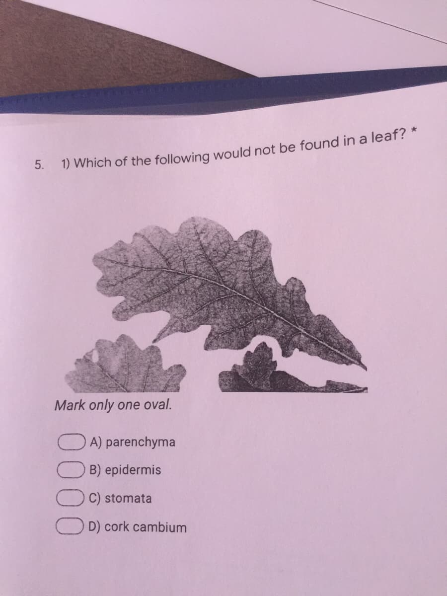 5.
1) Which of the following would not be found in a leaf? *
Mark only one oval.
A) parenchyma
B) epidermis
C) stomata
D) cork cambium
