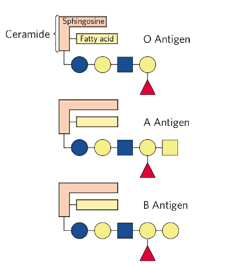 Sphingosine
Ceramide
Fatty acid
O Antigen
A Antigen
B Antigen
