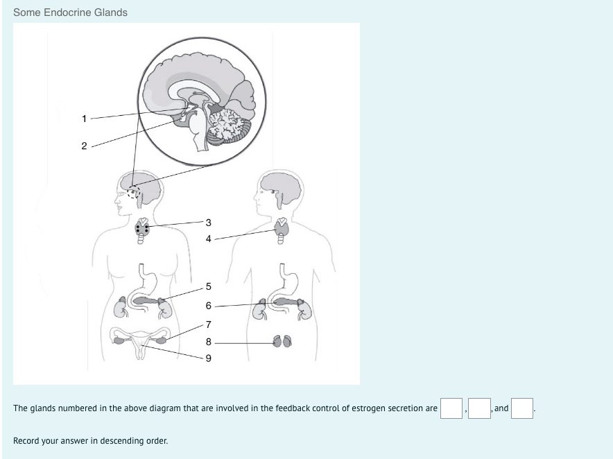 Some Endocrine Glands
1
4
6.
7
8
The glands numbered in the above diagram that are involved in the feedback control of estrogen secretion are
and
Record your answer in descending order.
