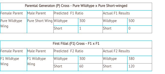 Parental Generaton (P) Cross - Pure Wildtype x Pure Short-winged
Female Parent Male Parent
Predicted F1 Ratio
Actual F1 Results
Pure Wildtype Pure Short Wing Wildtype
Wing
300
Wildtype
500
Short
Short
First Filial (F1) Cross - F1 x F1
Female Parent Male Parent
Predicted F2 Ratio
Actual F2 Results
F1 Wildtype
Wing
F1 Wildtype
Wing
Wildtype
300
Wildtype
380
Short
60
Short
120
