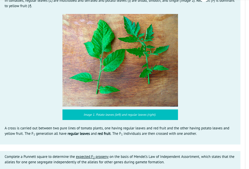 regular
(2) are
tobed and serrated and potato teaves (4) are broad, smooth, and singte (Image 1). Re.
Is dominlant
to yellow fruit ().
Image 1. Potato leaves (left) and regular leaves (right).
A cross is carried out between two pure lines of tomato plants, one having regular leaves and red fruit and the other having potato leaves and
yellow fruit. The F1 generation all have regular leaves and red fruit. The F1 individuals are then crossed with one another.
Complete a Punnett square to determine the expected F2 progeny on the basis of Mendel's Law of Independent Assortment, which states that the
alleles for one gene segregate independently of the alleles for other genes during gamete formation.

