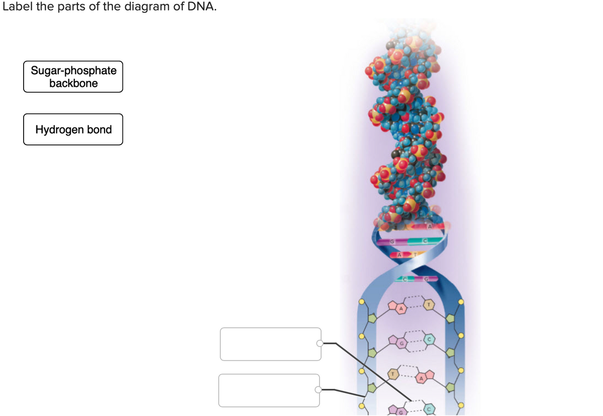 Label the parts of the diagram of DNA.
Sugar-phosphate
backbone
Hydrogen bond
