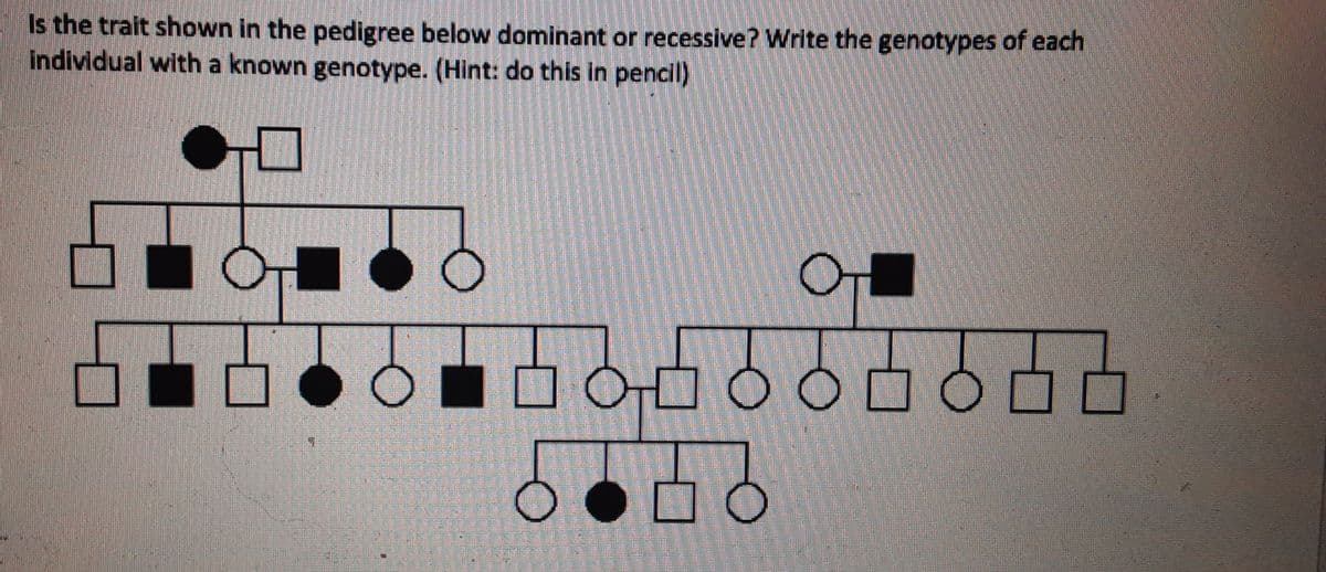 Is the trait shown in the pedigree below dominant or recessive? Write the genotypes of each
individual with a known genotype. (Hint: do this in pencil)
OO O O D O O O

