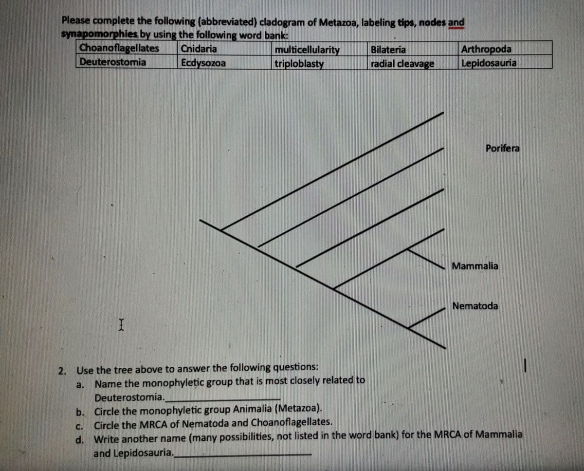 Please complete the following (abbreviated) cladogram of Metazoa, labeling tips, nodes and
synapomorphies by using the following word bank:
Choanoflagellates
multicellularity
triploblasty
Arthropoda
Lepidosauria
Cnidaria
Bilateria
Deuterostomia
Ecdysozoa
radial cleavage
Porifera
Mammalia
Nematoda
2. Use the tree above to answer the following questions:
Name the monophyletic group that is most closely related to
Deuterostomia.
b. Circle the monophyletic group Animalia (Metazoa).
Circle the MRCA of Nematoda and Choanoflagellates.
d. Write another name (many possibilities, not listed in the word bank) for the MRCA of Mammalia
and Lepidosauria,
a.
C.
工
