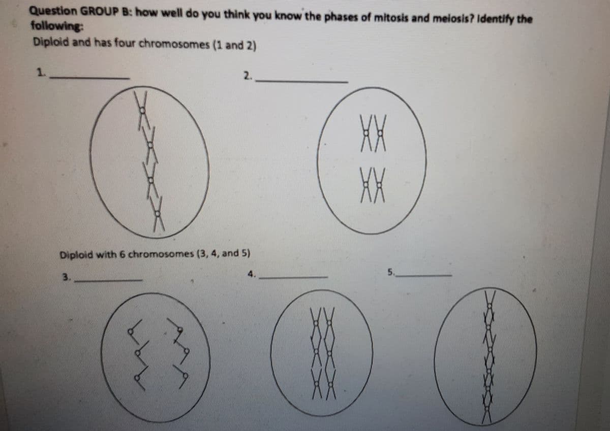 Question GROUP B: how well do you think you know the phases of mitosis and meiosis? identify the
following:
Diploid and has four chromosomes (1 and 2)
1.
2.
XX
Diploid with 6 chromosomes (3, 4, and 5)
5.
4.
