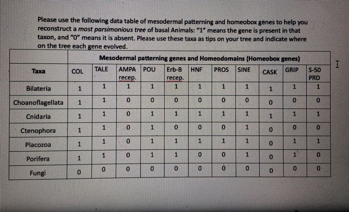 Please use the following data table of mesodermal patterning and homeobox genes to help you
reconstruct a most parsimonious tree of basal Animals: "1" means the gene is present in that
taxon, and "0" means it is absent. Please use these taxa as tips on your tree and indicate where
on the tree each gene evollved.
Mesodermal patterning genes and Homeodomains (Homeobox genes)
Таха
COL
TALE
AMPA
POU
Erb-B
HNF
PROS
SINE
CASK
GRIP
S-50
recep.
recep.
PRD
Bilateria
1.
1
1
1
1
1
Choanoflagellata
1
1
1.
Cnidaria
1
Ctenophora
1
1
1
1
1
Placozoa
1
1
0.
1
Porifera
1
0.
0.
Fungi
