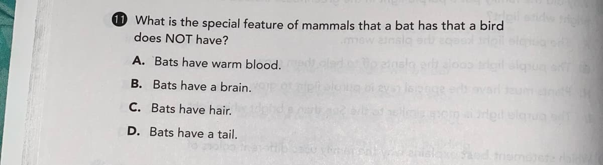 1 What is the special feature of mammals that a bat has that a bird
does NOT have?
A. `Bats have warm blood.
oslo ad alooo trigl alqum a
B. Bats have a brain.
C. Bats have hair.
deil slorug
D. Bats have a tail.
