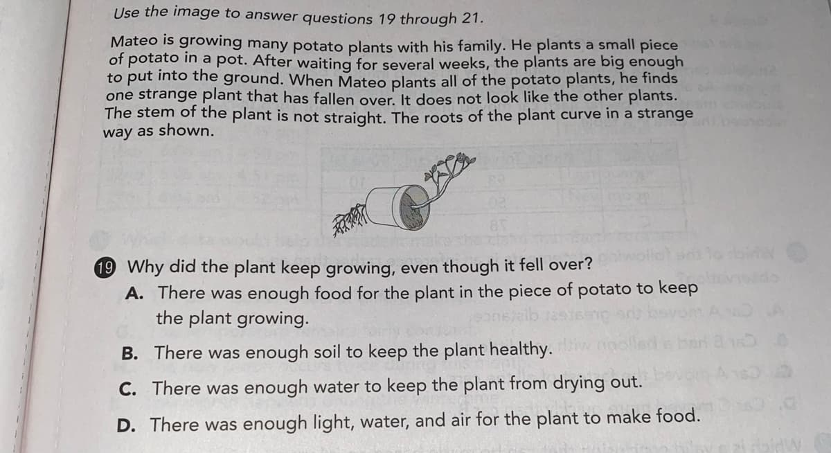 Use the image to answer questions 19 through 21.
Mateo is growing many potato plants with his family. He plants a small piece
of potato in a pot. After waiting for several weeks, the plants are big enough
to put into the ground. When Mateo plants all of the potato plants, he finds
one strange plant that has fallen over. It does not look like the other plants.
The stem of the plant is not straight. The roots of the plant curve in a strange
way as shown.
19 Why did the plant keep growing, even though it fell over?
A. There was enough food for the plant in the piece of potato to keep
the plant growing.
B. There was enough soil to keep the plant healthy.
C. There was enough water to keep the plant from drying out.
D. There was enough light, water, and air for the plant to make food.
