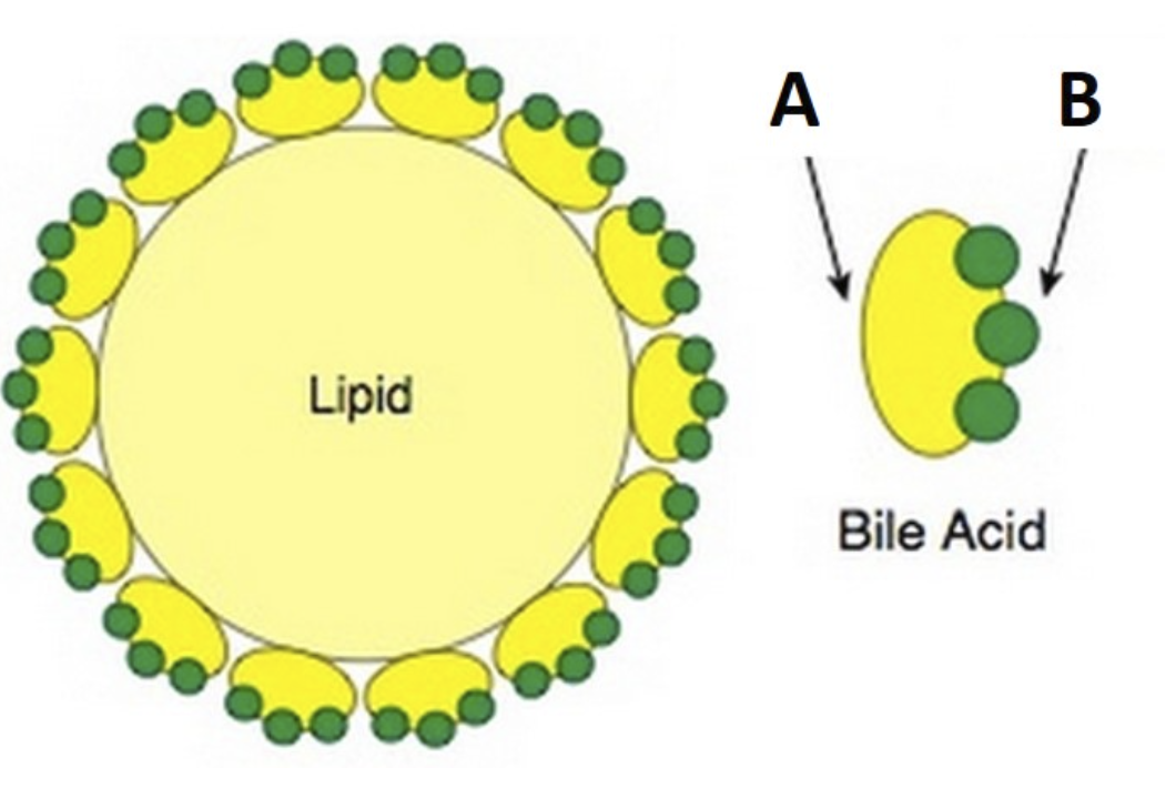 A
Lipid
Bile Acid
