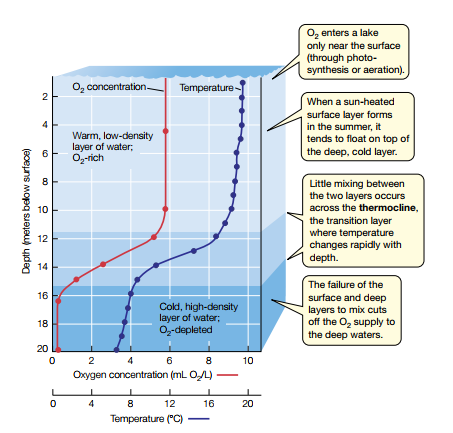 O, enters a lake
only near the surface
(through photo-
synthesis or aeration).
O, concentration-
Temperature-
2
When a sun-heated
Warm, low-density
layer of water;
O-rich
surface layer forms
in the summer, it
tends to float on top of
the deep, cold layer.
8.
Little mixing between
the two layers occurs
across the thermocline,
the transition layer
where temperature
changes rapidly with
depth.
10
12
14
The failure of the
16
Cold, high-density
layer of water;
O,-depleted
surface and deep
layers to mix cuts
off the O, supply to
the deep waters.
18
20
2
6
8
10
Oxygen concentration (mL OL) –
4
8
12
16
20
Temperature ("C)
) -
Depth (meters below surface)
