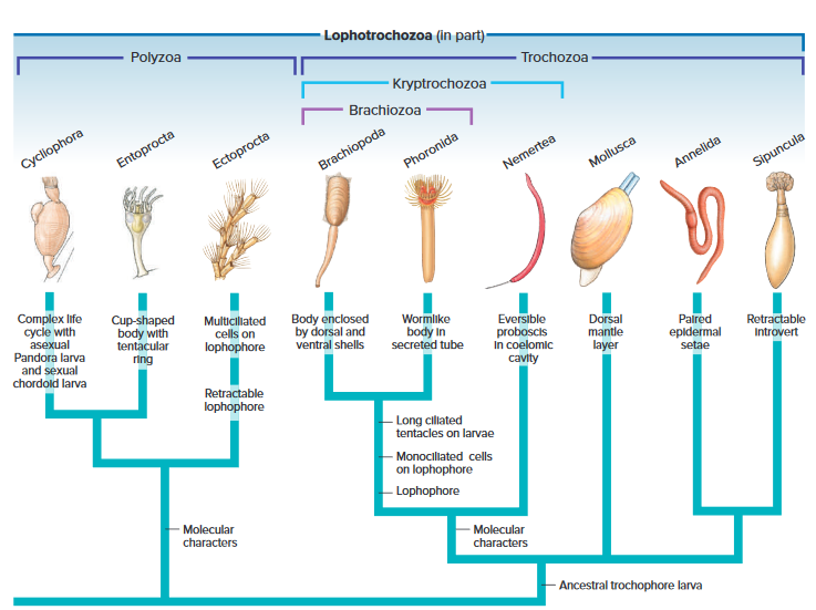 Lophotrochozoa (in part)-
Polyzoa
Trochozoa
· Kryptrochozoa
Brachiozoa
Cycliophora
Entoprocta
Ectoprocta
Brachiopoda
Phoronida
Nemertea
Mollusca
Annelida
Sipuncula
Complex life
cycie with
asexual
Pandora larva
and sexual
chordold larva
Cup-shaped
body with
tentacular
Multicillated
cells on
lophophore
Body enclosed
by dorsal and
ventral shells
Wormlike
Eversible
proboscis
In coelomic
cavity
Dorsal
mantle
layer
body In
secreted tube
ring
Paired
epidermal
setae
Retractable
Introvert
Retractable
lophophore
- Long cllated
tentacles on larvae
Monociliated cells
on lophophore
- Lophophore
Molecular
characters
Molecular
characters
Ancestral trochophore larva
