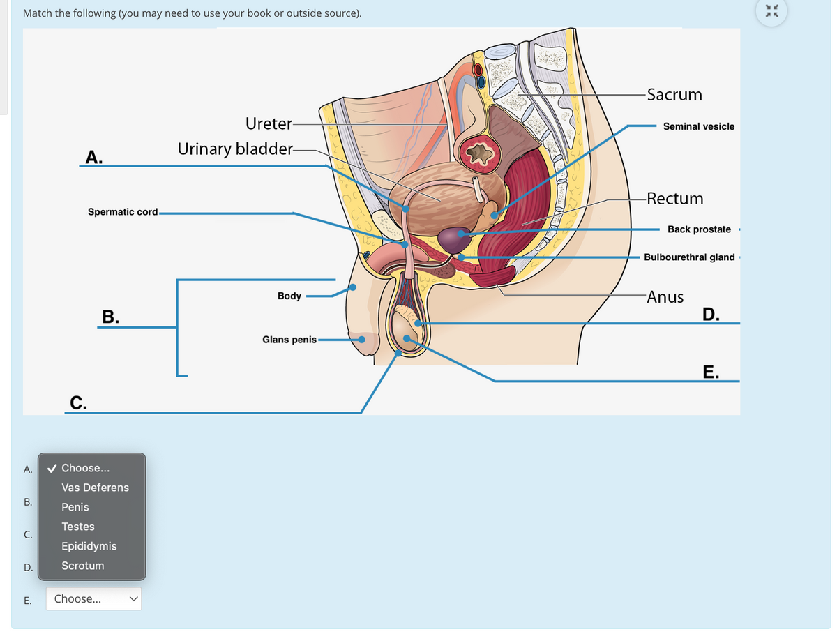 Match the following (you may need to use your book or outside source).
-Sacrum
Ureter-
Seminal vesicle
А.
Urinary bladde-
-Rectum
Spermatic cord.
Back prostate
Bulbourethral gland
Body
Anus
В.
D.
Glans penis
Е.
С.
А.
v Choose...
Vas Deferens
В.
Penis
Testes
С.
Epididymis
D.
Scrotum
Е.
Choose...

