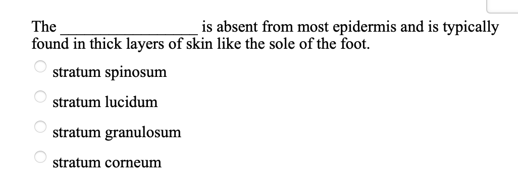 The
is absent from most epidermis and is typically
found in thick layers of skin like the sole of the foot.
stratum spinosum
stratum lucidum
stratum granulosum
stratum corneum
O O O O
