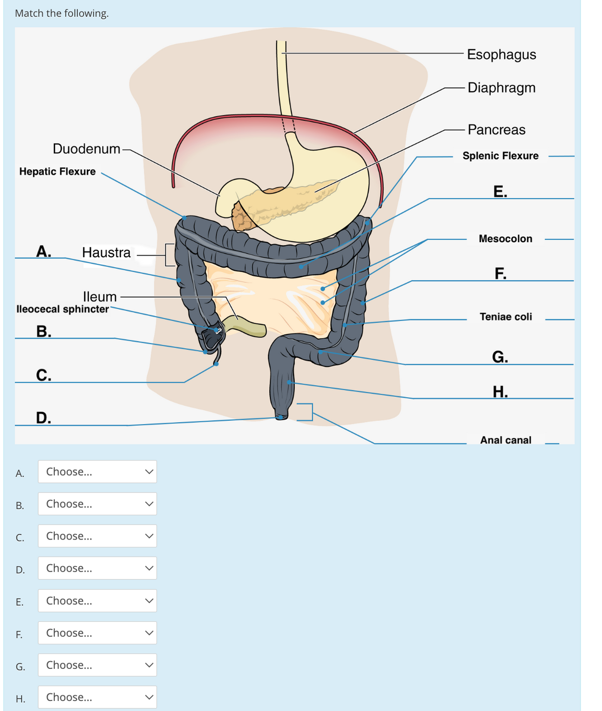 Match the following.
Esophagus
Diaphragm
Pancreas
Duodenum-
Splenic Flexure
Hepatic Flexure
Е.
Mesocolon
A.
Haustra
F.
Ileum
lleocecal sphincter
Teniae coli
В.
G.
С.
Н.
D.
Anal canal
А.
Choose...
В.
Choose...
C.
Choose...
D.
Choose...
Choose...
F.
Choose...
G.
Choose...
Н.
Choose...
>
>
>
B.
E.
