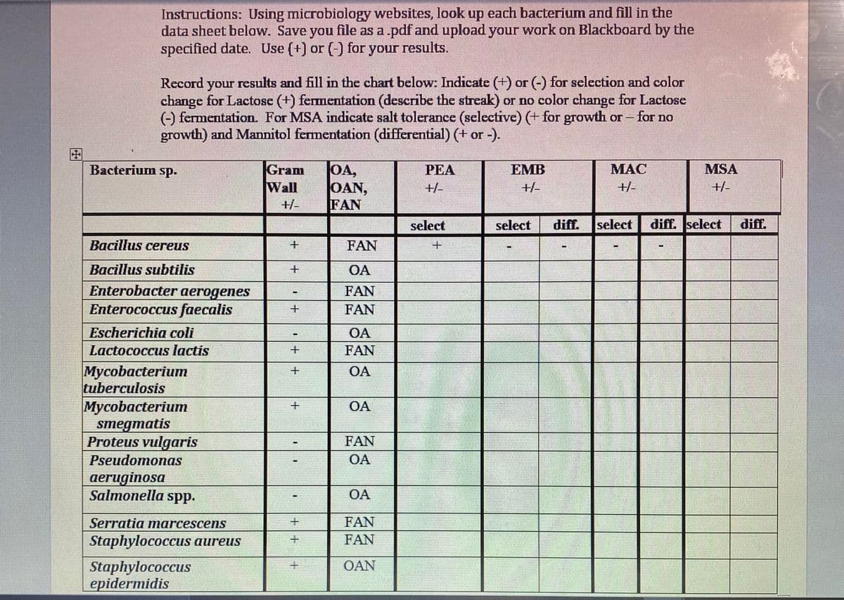 Instructions: Using microbiology websites, look up each bacterium and fill in the
data sheet below. Save you file as a .pdf and upload your work on Blackboard by the
specified date. Use (+) or (-) for your results.
Record your results and fill in the chart below: Indicate (+) or (-) for selection and color
change for Lactose (+) fermentation (describe the streak) or no color change for Lactose
(-) fermentation. For MSA indicate salt tolerance (selective) (+ for growth o – for no
growth) and Mannitol fermentation (differential) (+ or -).
Gram
Wall
Bacterium sp.
OA,
OAN,
FAN
PEA
EMB
MAC
MSA
+/-
+/-
+/-
+/-
+/-
select
select
diff.
select
diff. select
diff.
Bacillus cereus
FAN
Bacillus subtilis
OA
Enterobacter aerogenes
Enterococcus faecalis
FAN
FAN
Escherichia coli
OA
Lactococcus lactis
FAN
Mycobacterium
tuberculosis
Mycobacterium
smegmatis
Proteus vulgaris
OA
OA
FAN
Pseudomonas
OA
aeruginosa
Salmonella
spp.
OA
Serratia marcescens
FAN
Staphylococcus aureus
FAN
Staphylococcus
epidermidis
OAN
++
