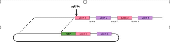 sgRNA
GFP
Exon 1
Exon 1
Intron 1
Exon 2
Exon 2
Intron 2
Exon 3
Intron 3
Exon 4