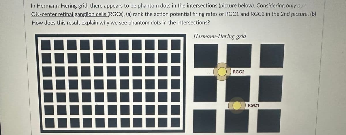 In Hermann-Hering grid, there appears to be phantom dots in the intersections (picture below). Considering only our
ON-center retinal ganglion cells (RGCs), (a) rank the action potential firing rates of RGC1 and RGC2 in the 2nd picture. (b)
How does this result explain why we see phantom dots in the intersections?
Hermann-Hering grid
O
RGC2
RGC1