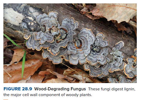 FIGURE 28.9 Wood-Degrading Fungus These fungi digest lignin,
the major cell wall component of woody plants.
